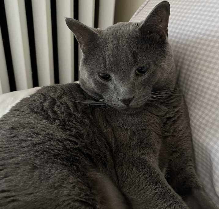 Photo of Buddy