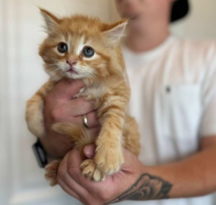 Photo of Cookie & Crumble