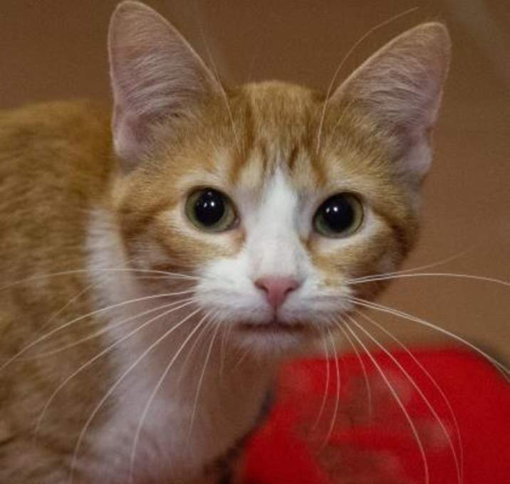 Photo of Pancake