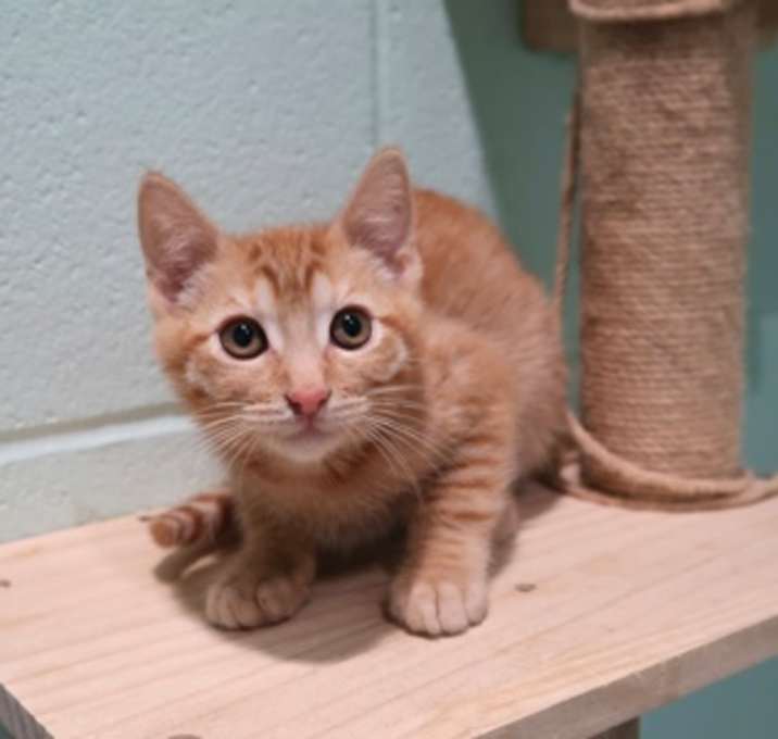 Photo of Scooter