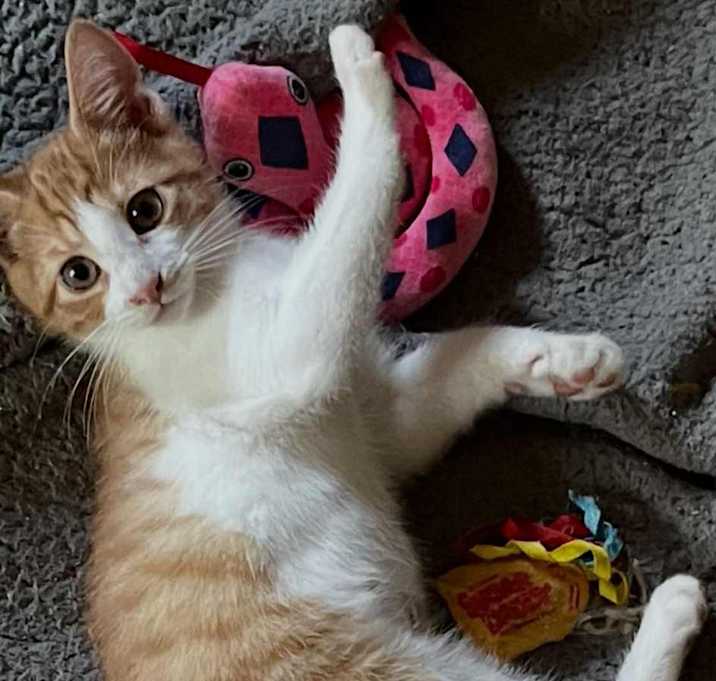 Photo of Falafel