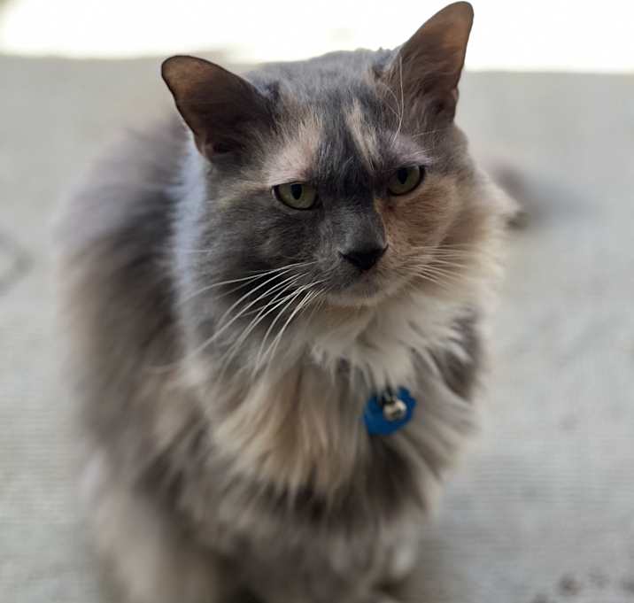 Photo of Alice