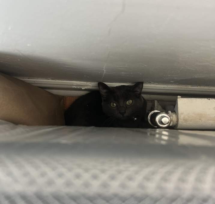 Photo of Pepper