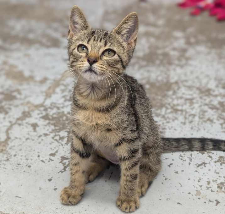 Photo of Buttercup 25-3467