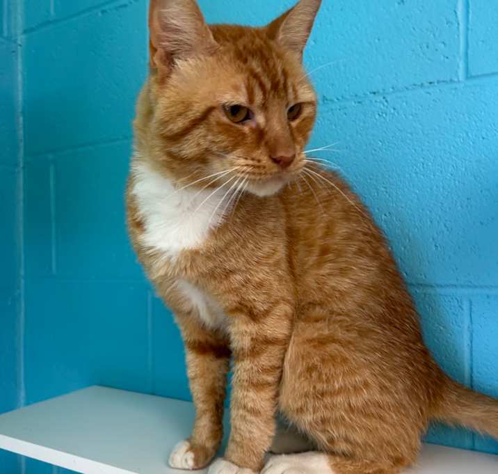 Photo of Mango