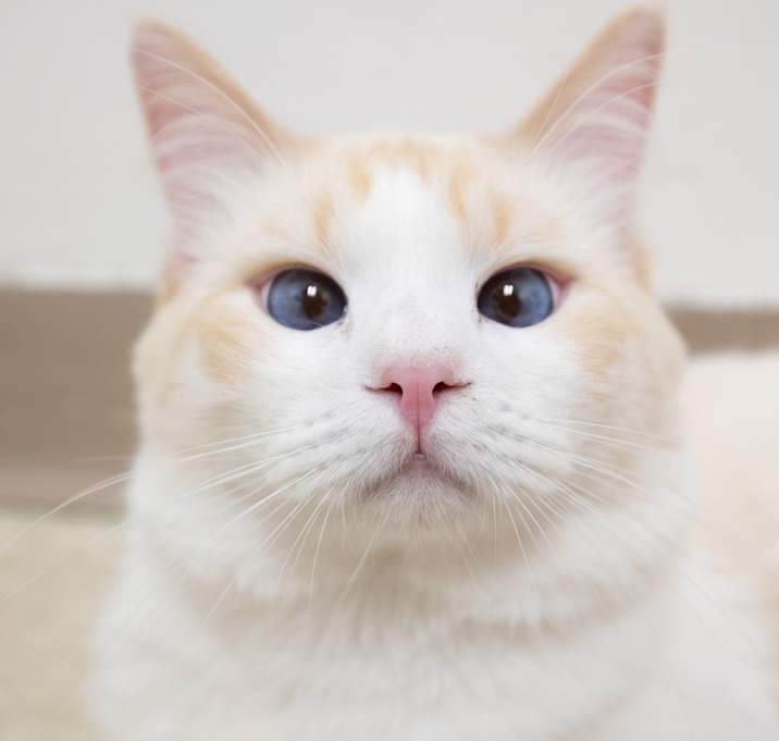 Photo of Honey Bunny