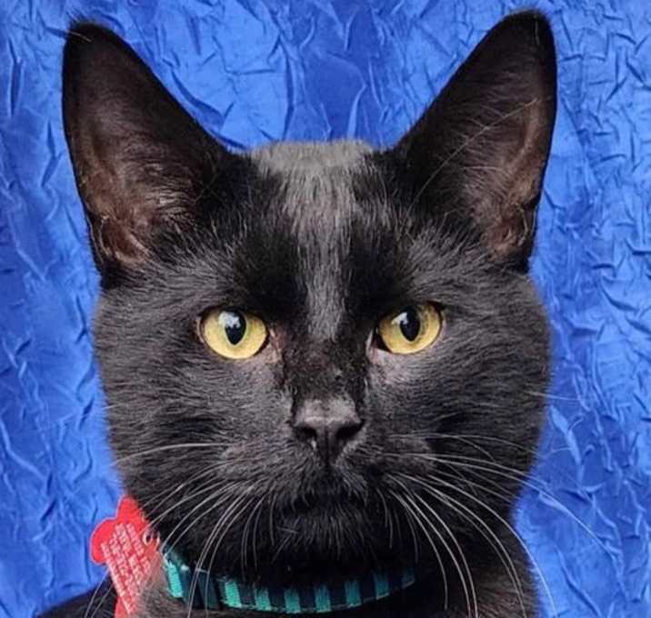 Photo of Loki