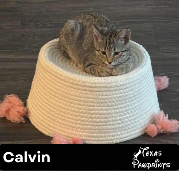 Photo of Calvin