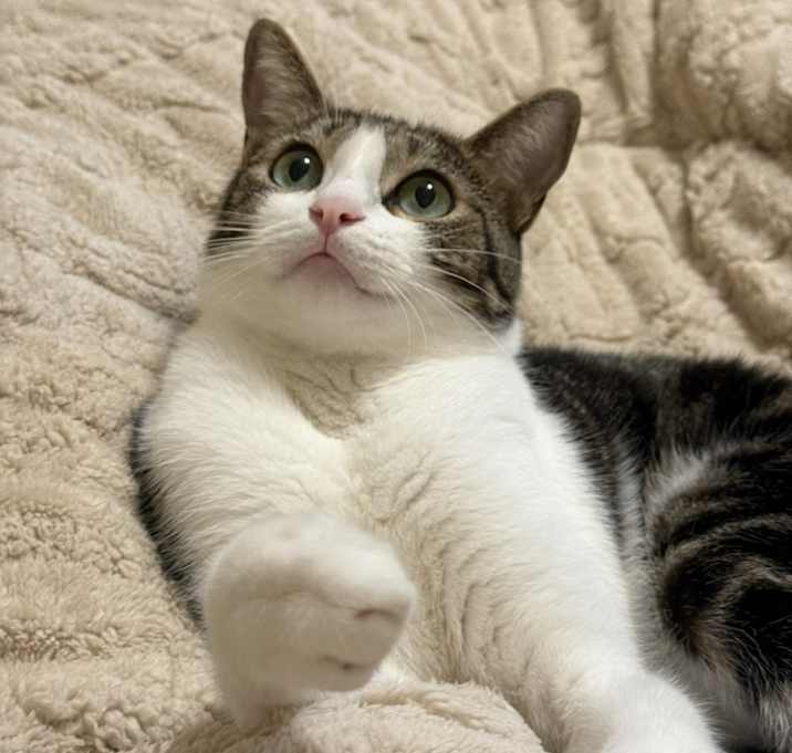 Photo of Pepper