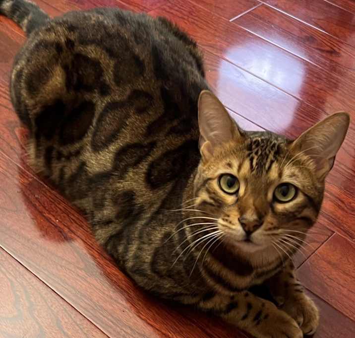 Photo of Loki
