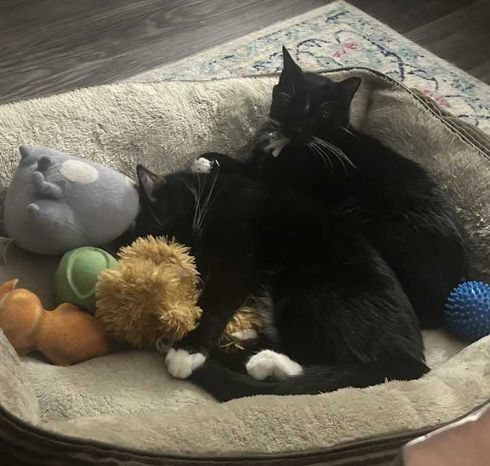 Photo of Rocky and Bubbles