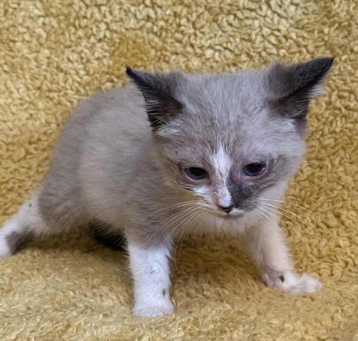 Photo of Simon