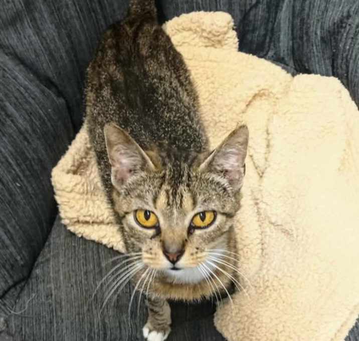 Photo of Sadie ADULT FEMALE TABBY FIV+