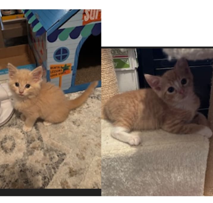 Photo of Kako (Adopt with Kin)