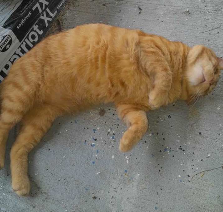 Photo of Leo ORANGE TABBY ADULT MALE FIV+