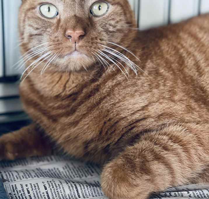 Photo of Adonis
