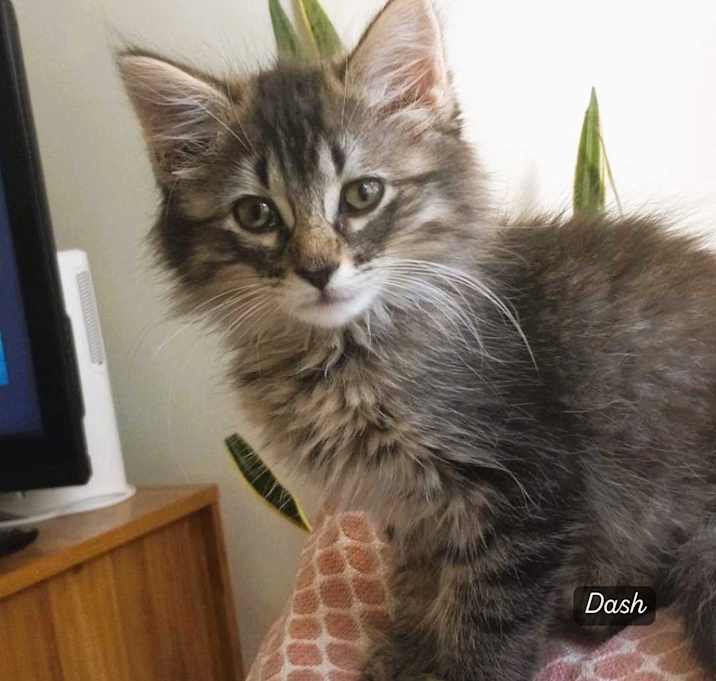 Photo of Dash