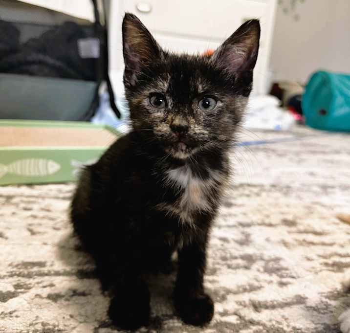 Photo of Tort