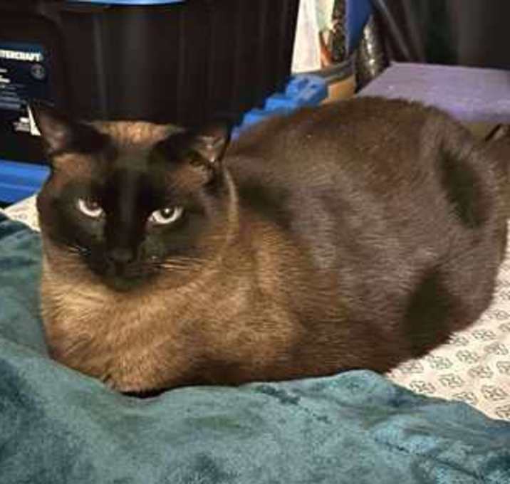 Photo of TACO (BONDED WITH NACHO)