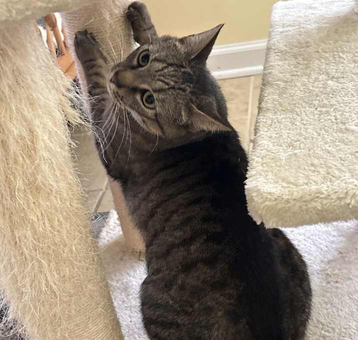 Photo of Bowser