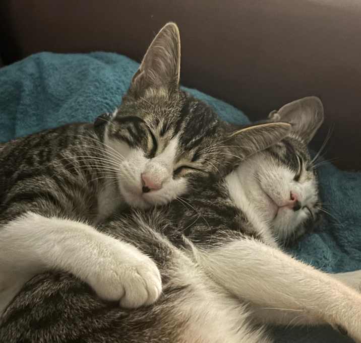Photo of Milo and leo