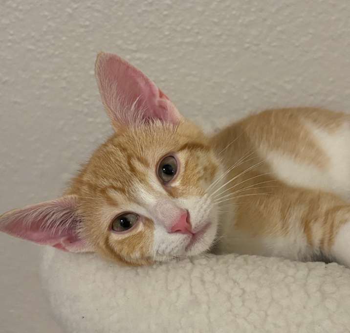 Photo of Juni
