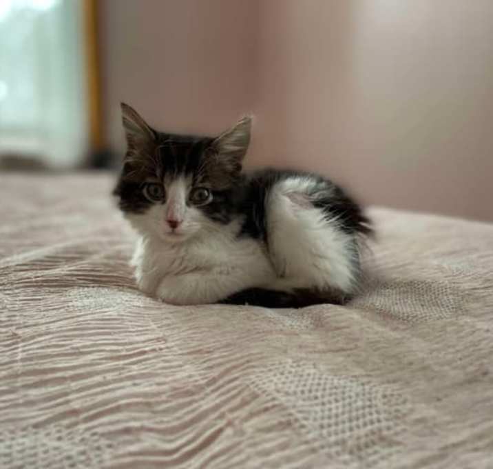 Photo of Ziggy