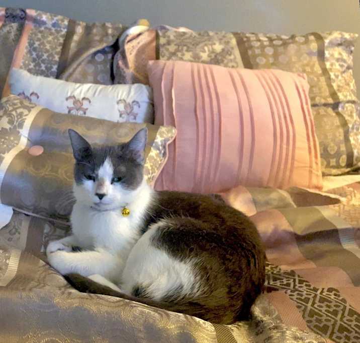 Photo of Willow