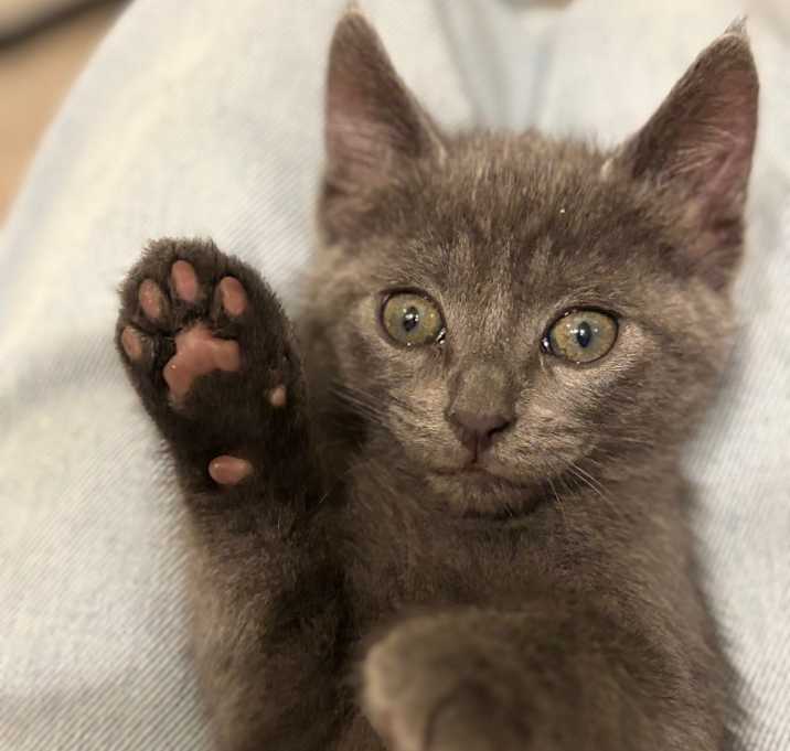Photo of Guac
