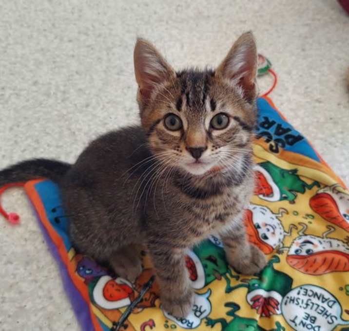 Photo of Basil