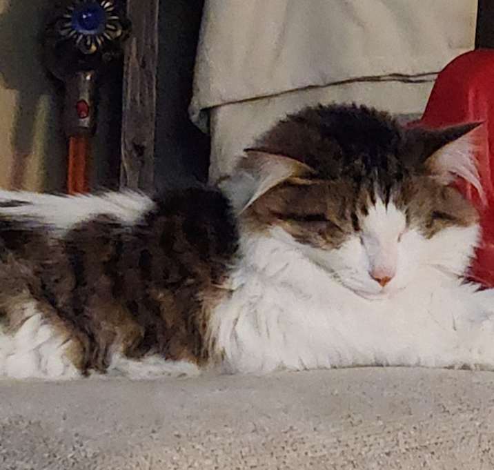 Photo of Rip
