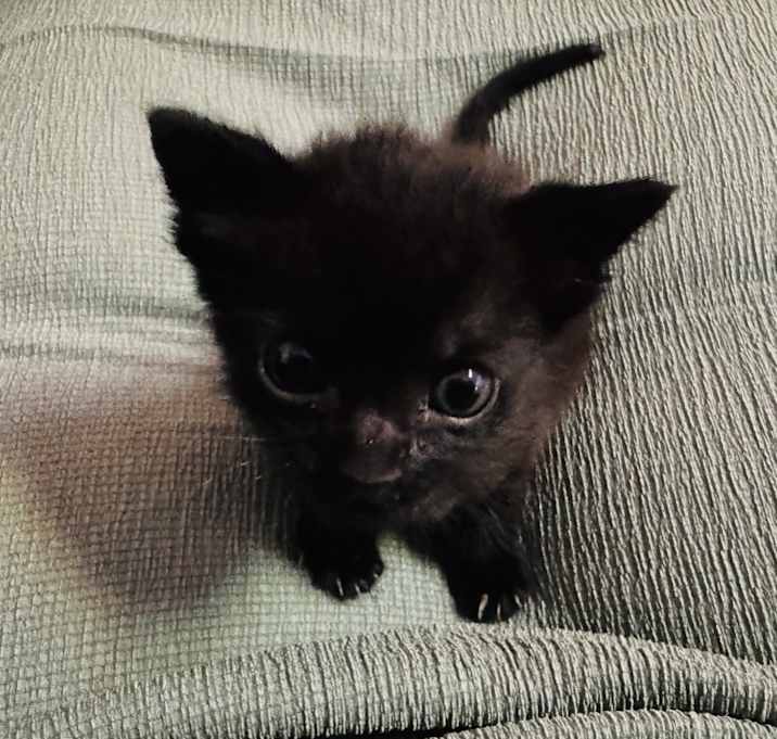 Photo of Little Man