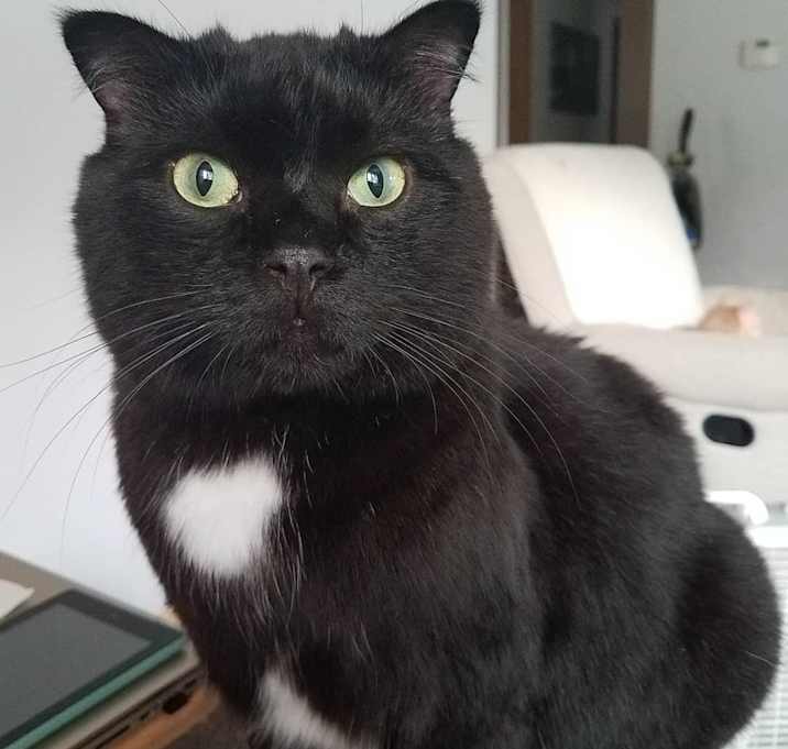 Photo of Henry