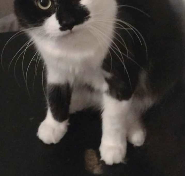 Photo of Smudge