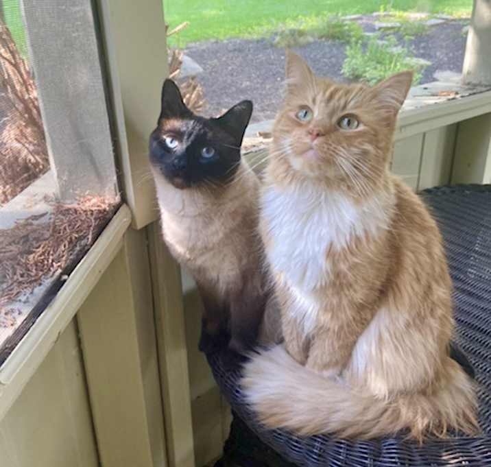 Photo of Linus