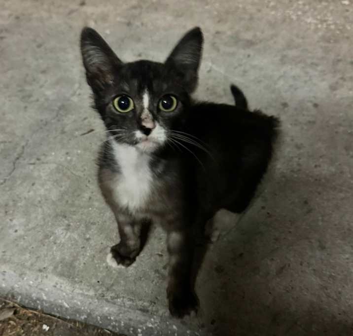 Photo of Pepper