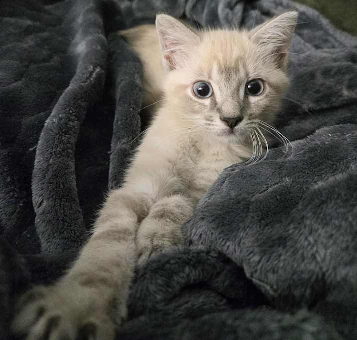 Photo of Sesame
