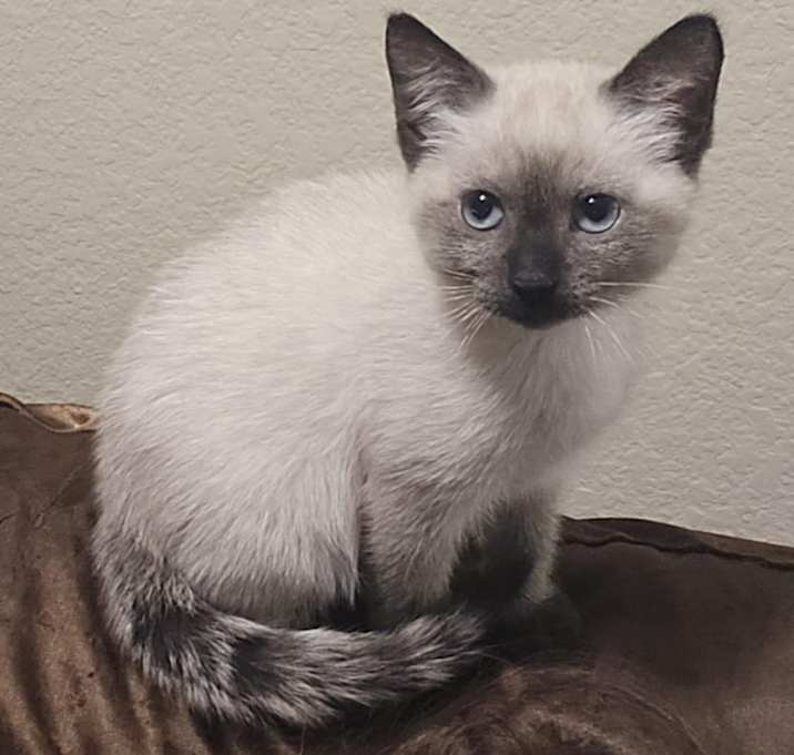 Photo of Wasabi