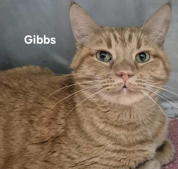 Photo of Gibbs