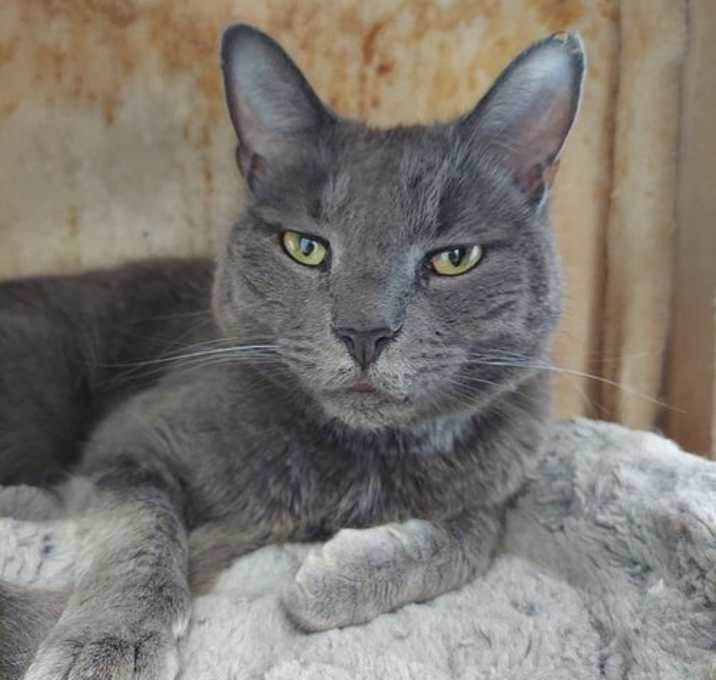 Photo of Shadow