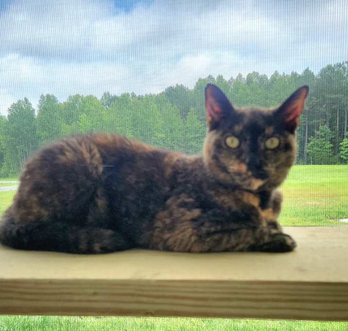 Photo of Spicy