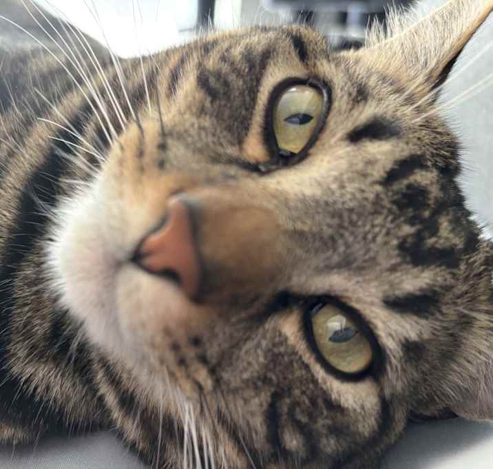 Photo of Milo