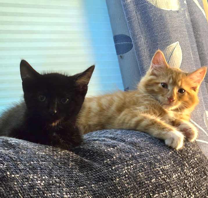 Photo of Luna, Ollie, and Silas