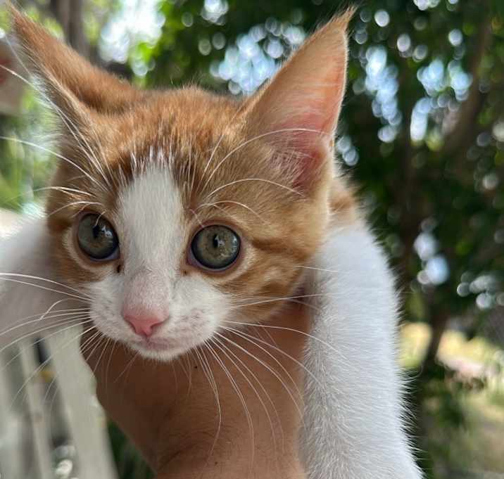 Photo of Honey