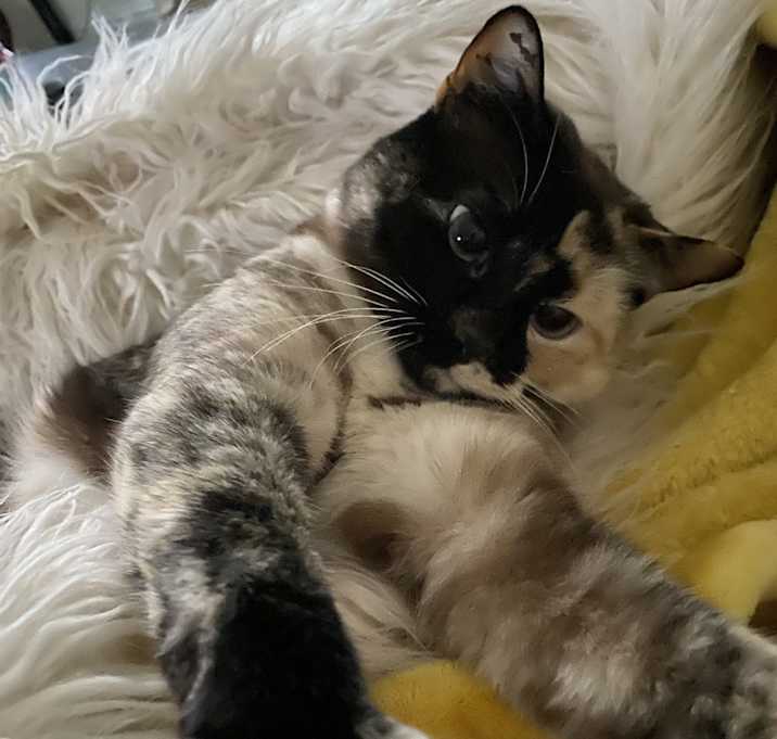 Photo of Sammie