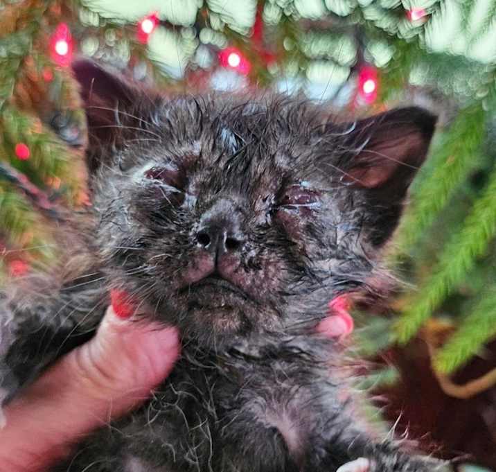 Photo of Kuro