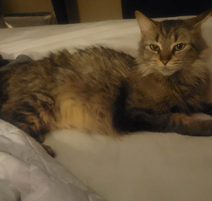 Photo of Bella