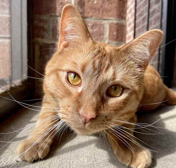 Photo of Hobbes