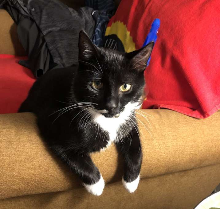 Photo of Stella