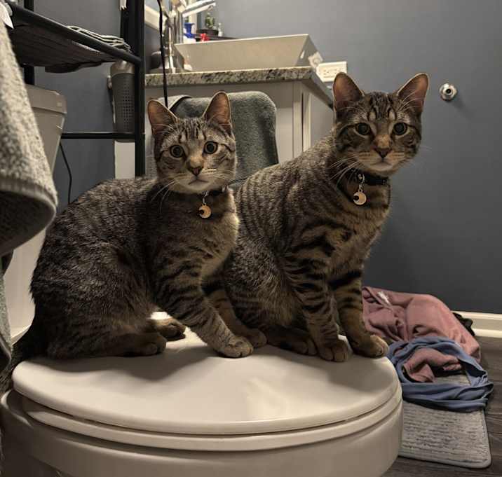 Photo of Piper & Sage (bonded brother pair)